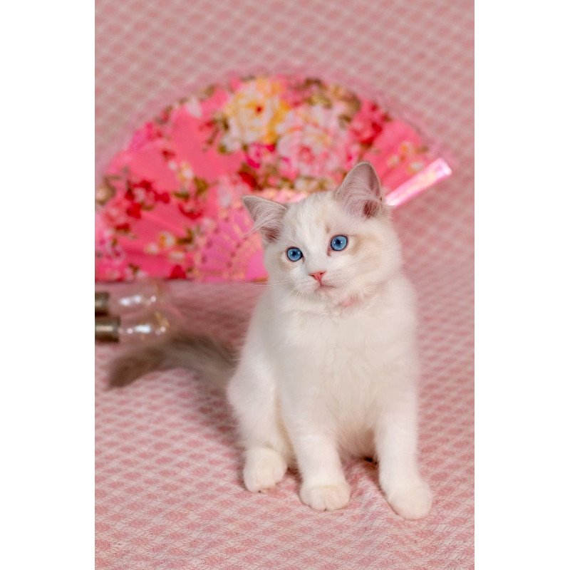 Ragdoll NOV Lucy