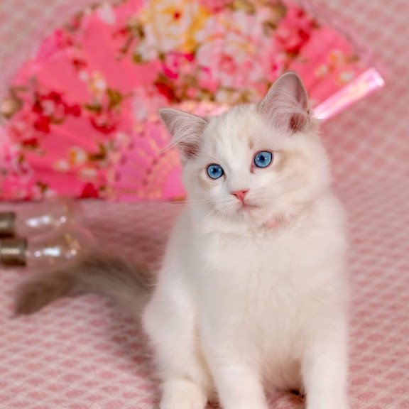 Ragdoll NOV Lucy