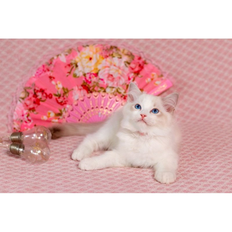 Ragdoll NOV Lucy