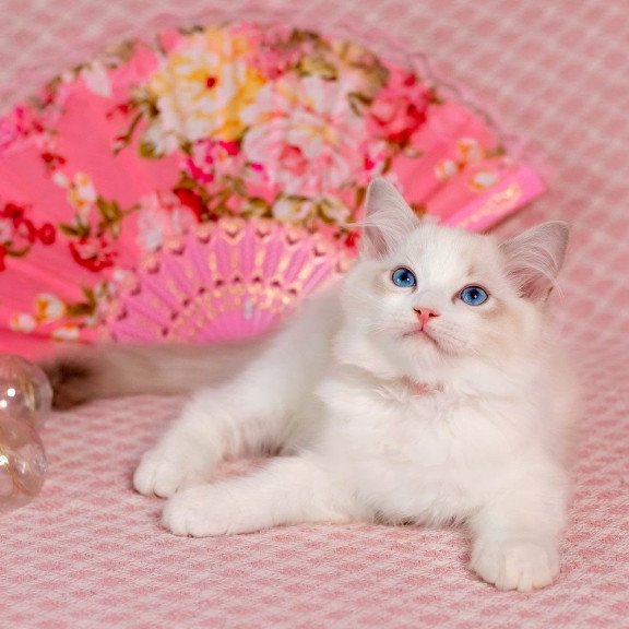 Ragdoll NOV Lucy