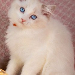 Ragdoll NOV Lucas