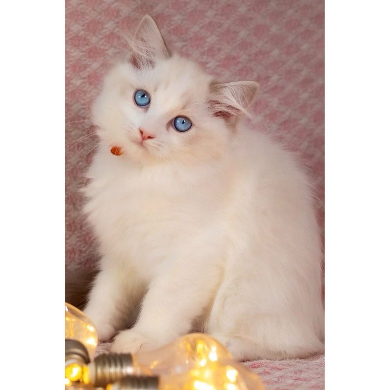 Ragdoll NOV Lucas