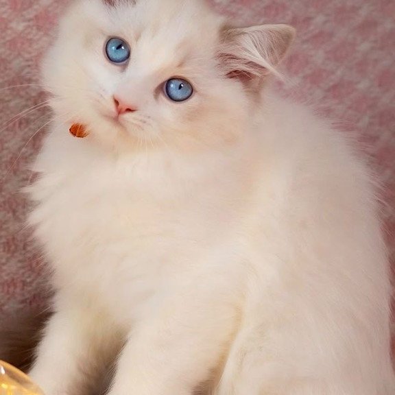 Ragdoll NOV Lucas