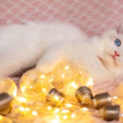 Ragdoll NOV Lucas