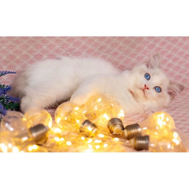 Ragdoll NOV Lucas