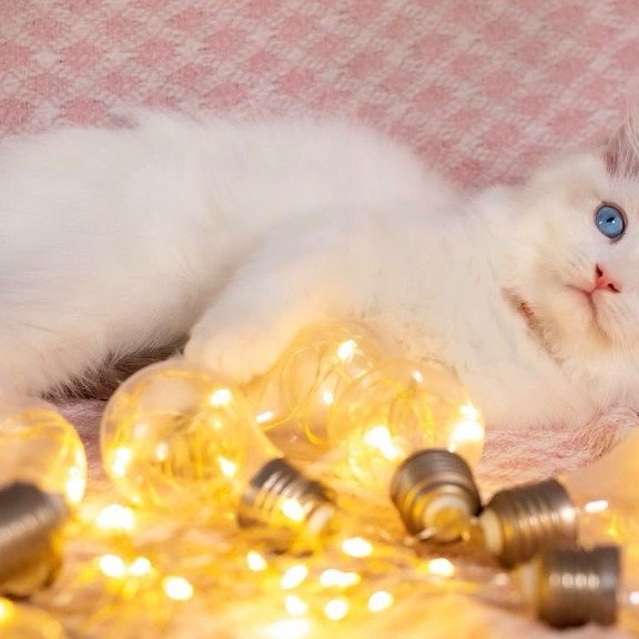 Ragdoll NOV Lucas