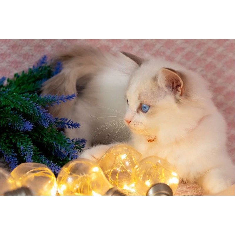 Ragdoll NOV Lucas