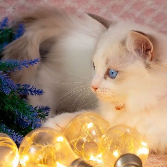 Ragdoll NOV Lucas