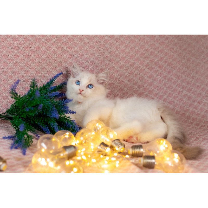 Ragdoll NOV Lucas