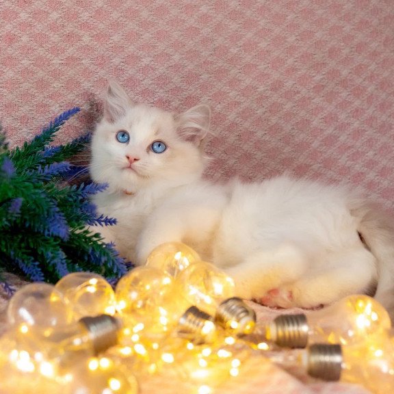 Ragdoll NOV Lucas