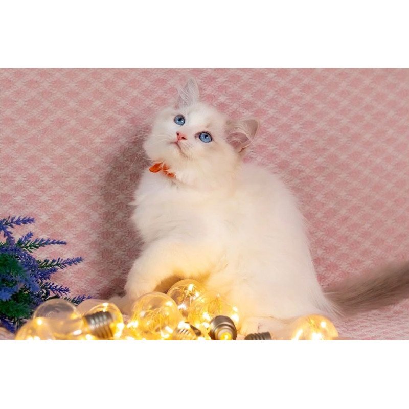 Ragdoll NOV Lucas