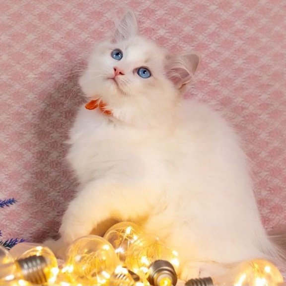 Ragdoll NOV Lucas