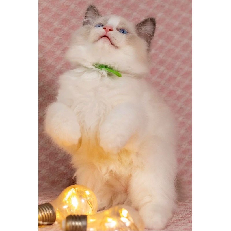 Ragdoll NOV Lord