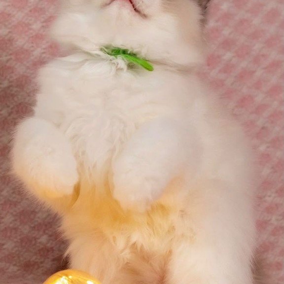 Ragdoll NOV Lord