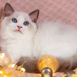 Ragdoll NOV Lord