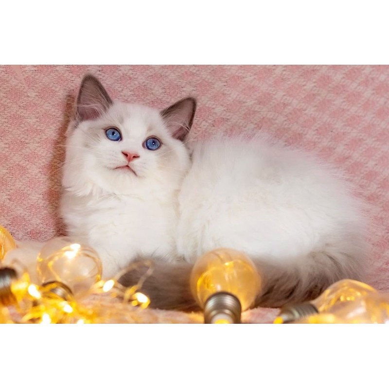 Ragdoll NOV Lord