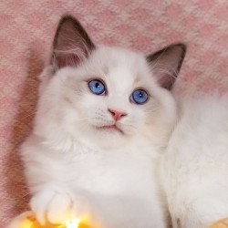 Ragdoll NOV Lord