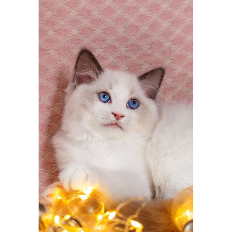 Ragdoll NOV Lord