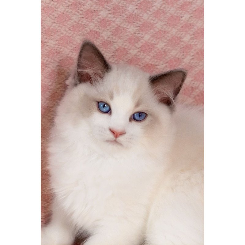 Ragdoll NOV Lord