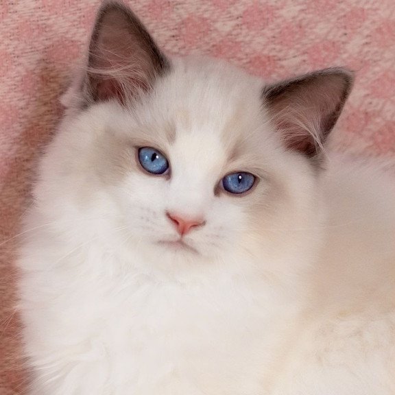 Ragdoll NOV Lord