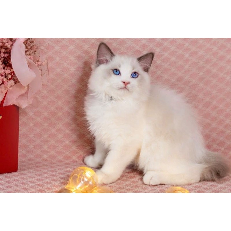 Ragdoll NOV Lord