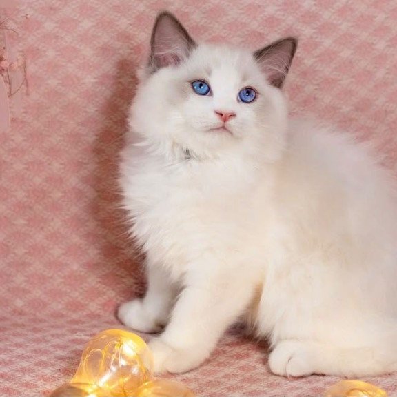 Ragdoll NOV Lord