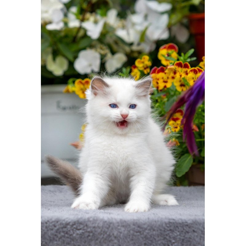 Ragdoll NOV Kristof