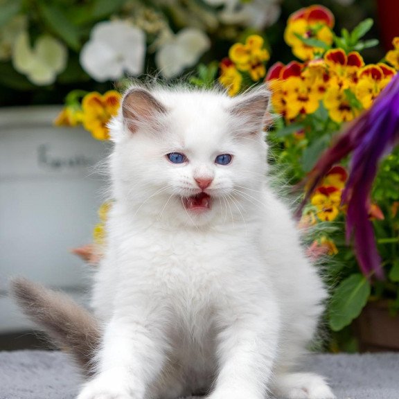 Ragdoll NOV Kristof