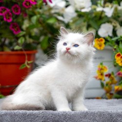 Ragdoll NOV Kristof