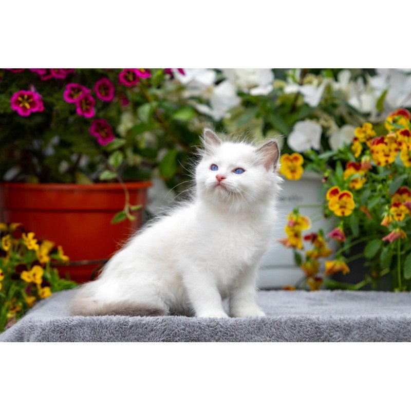 Ragdoll NOV Kristof