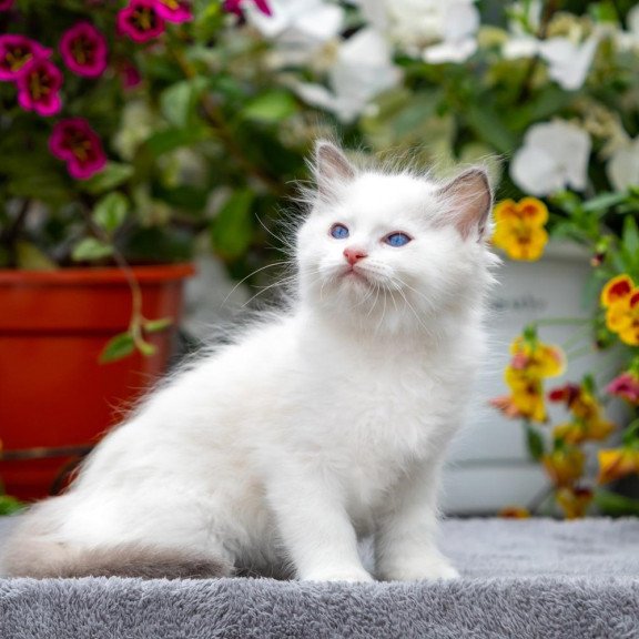 Ragdoll NOV Kristof