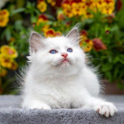 Ragdoll NOV Kristof