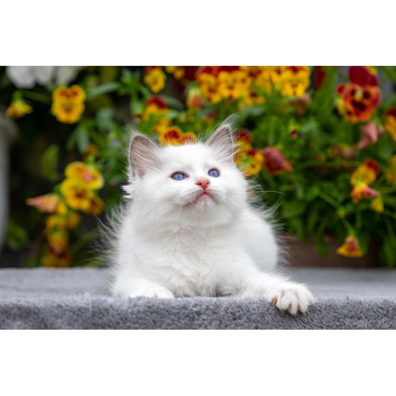 Ragdoll NOV Kristof