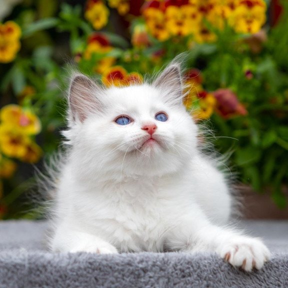 Ragdoll NOV Kristof