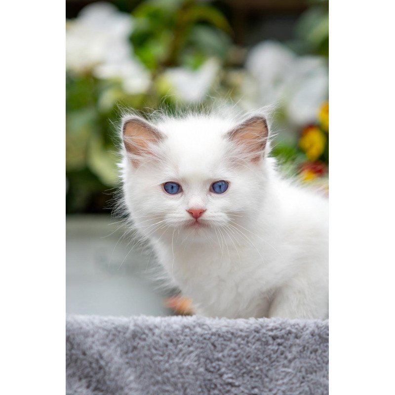 Ragdoll NOV Kristof