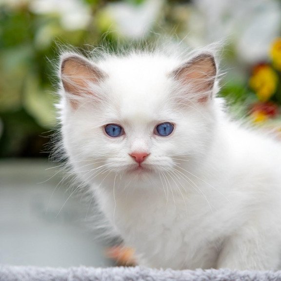Ragdoll NOV Kristof