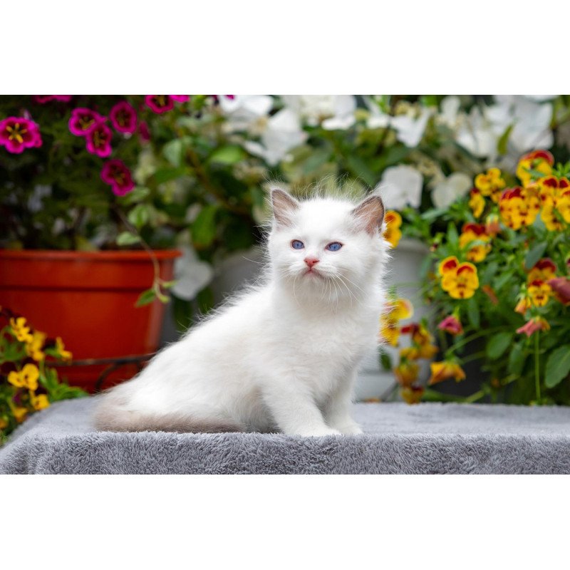 Ragdoll NOV Kristof