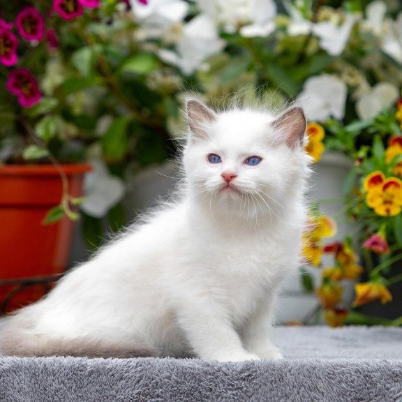 Ragdoll NOV Kristof