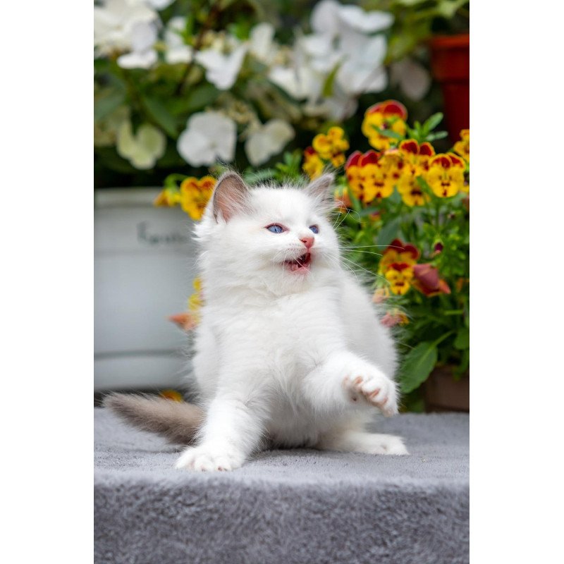 Ragdoll NOV Kristof