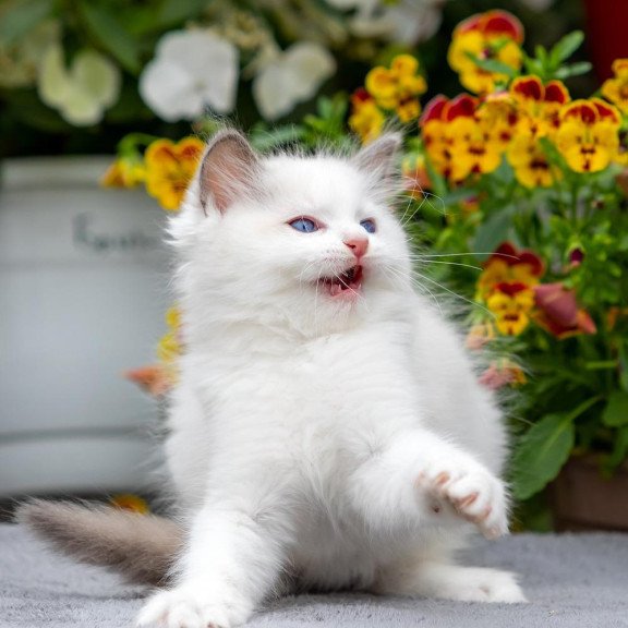 Ragdoll NOV Kristof