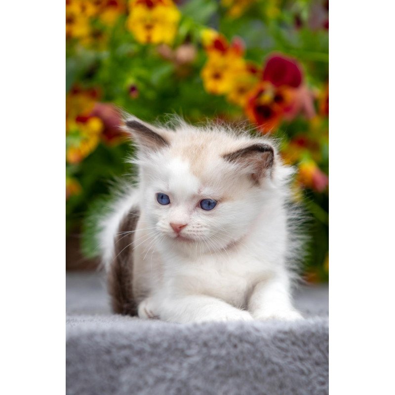 Ragdoll NOV Narcis