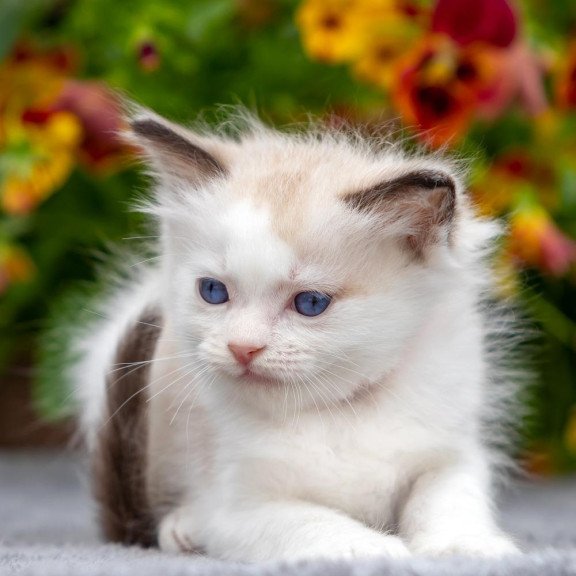 Ragdoll NOV Narcis