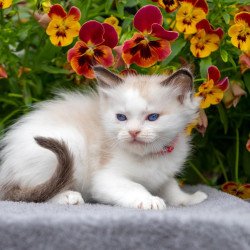 Ragdoll NOV Narcis