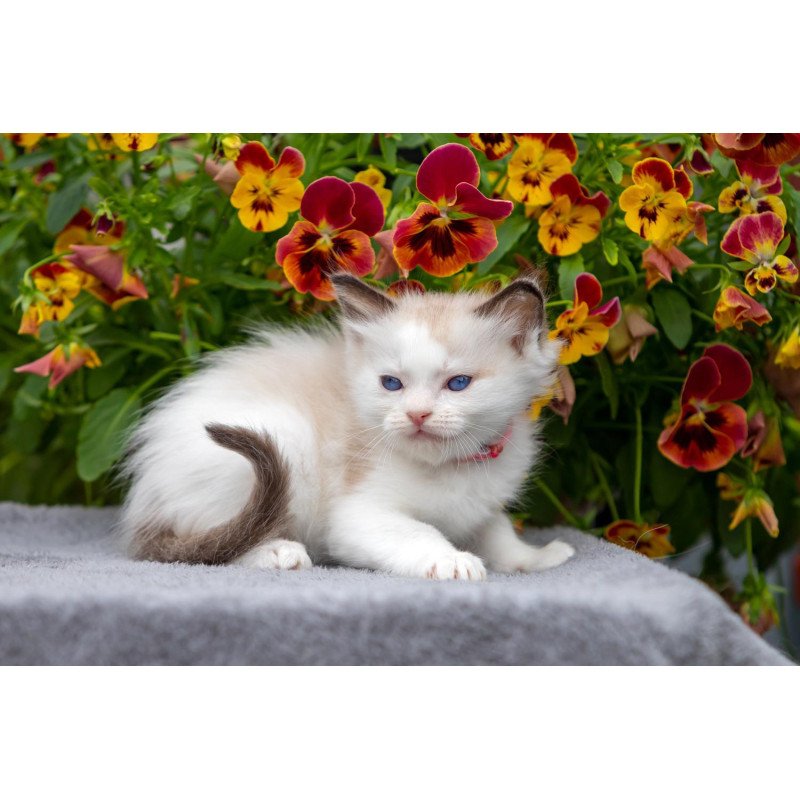 Ragdoll NOV Narcis