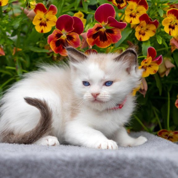 Ragdoll NOV Narcis