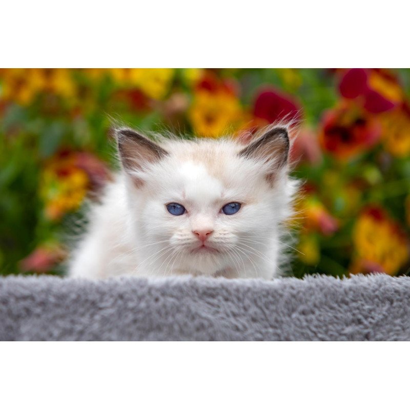 Ragdoll NOV Narcis