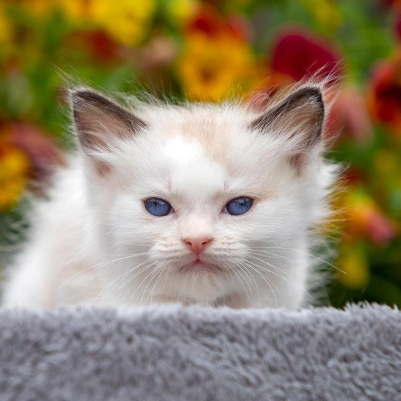 Ragdoll NOV Narcis