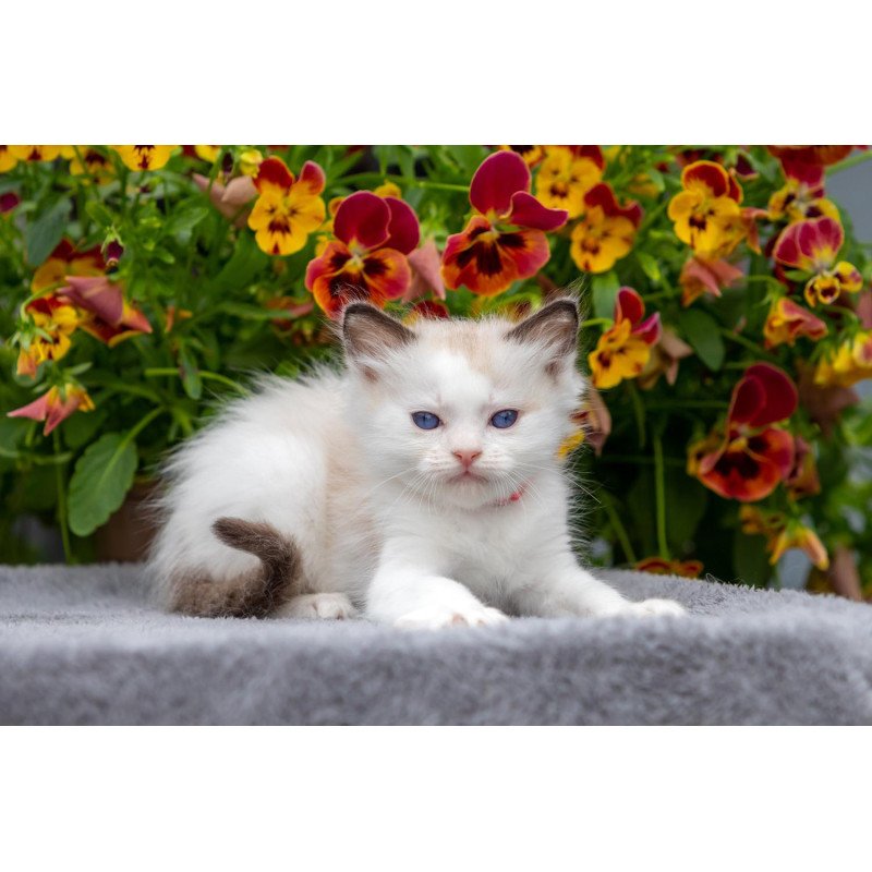 Ragdoll NOV Narcis
