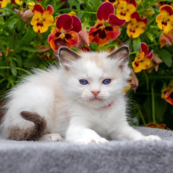 Ragdoll NOV Narcis