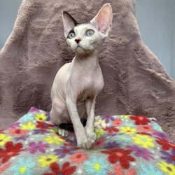 Devon Rex NOV Van